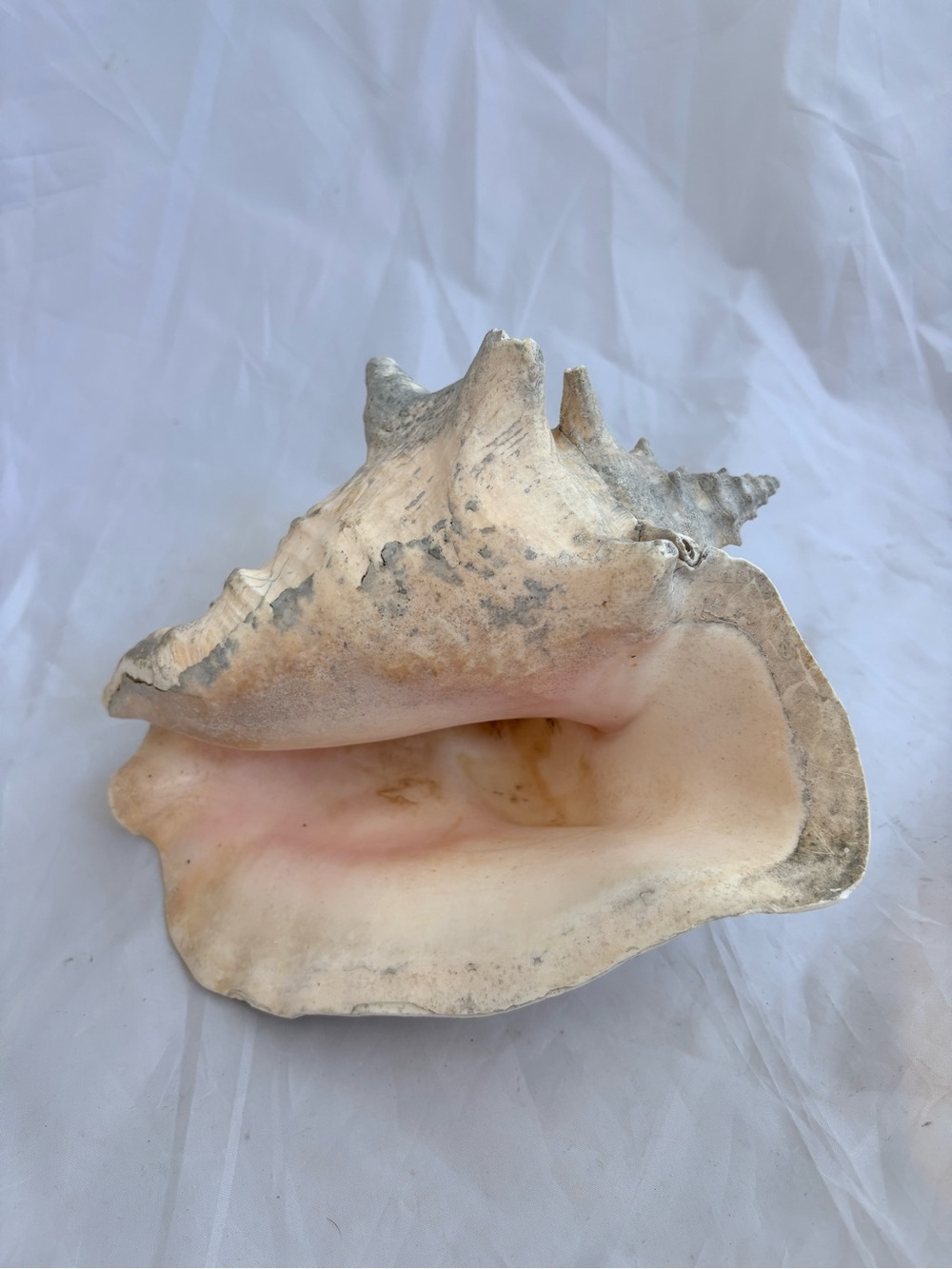 Natural Conch Shell Home Art - White and Pink Decorative Accent